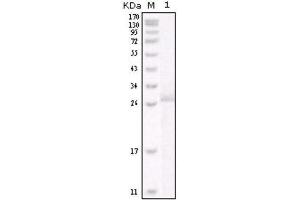 Western Blotting (WB) image for anti-Receptor tyrosine-protein kinase erbB-2 (ErbB2/Her2) antibody (ABIN1845273) (ErbB2/Her2 抗体)