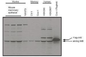 Western blot using  affinity purified anti-eIF3S6/Int6 antibody shows detection of endogenous eIF3S6/Int6 in whole cell extracts from murine (HC-11 and NIH3T3), monkey (CV-1 and Cos-1), and human (HEK293T) cell lines as well as over-expressed eIF3S6/Int6 (control transfected flag-tagged Int6). (EIF3E 抗体  (C-Term))