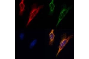 ABIN6265092 and ABIN6268681 staining Hela by IF/ICC.