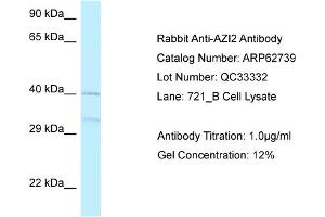 Western Blotting (WB) image for anti-5-Azacytidine Induced 2 (AZI2) (Middle Region) antibody (ABIN2789232) (AZI2 抗体  (Middle Region))