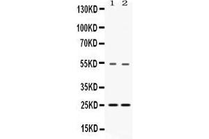 Western blot analysis of SYBL1 expression in rat liver extract ( Lane 1) and HELA whole cell lysates ( Lane 3). (VAMP7 抗体  (AA 24-190))