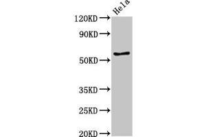Western Blot Positive WB detected in: Hela whole cell lysate All lanes: E2F4 antibody at 3. (E2F4 抗体  (AA 160-299))
