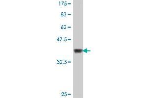 Western Blotting (WB) image for anti-Nuclear Receptor Subfamily 4, Group A, Member 3 (NR4A3) (AA 414-521) antibody (ABIN563513)