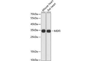 Western blot analysis of extracts of various cell lines, using MDFI antibody (ABIN6128316, ABIN6143663, ABIN6143664 and ABIN6217803) at 1:3000 dilution. (MDFI 抗体  (AA 1-160))