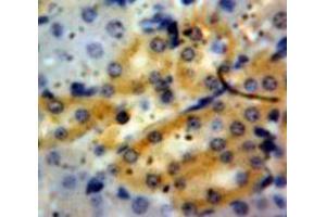Used in DAB staining on fromalin fixed paraffin-embedded Kidney tissue (Granulin 抗体  (AA 21-120))
