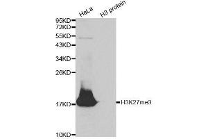 Western Blotting (WB) image for anti-Histone 3 (H3) (H3K27me) antibody (ABIN6219521) (Histone 3 抗体  (H3K27me))