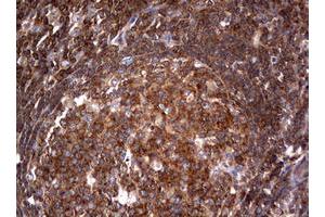 Image no. 2 for anti-Tuberous Sclerosis 1 (TSC1) (AA 836-1164) antibody (ABIN1491686) (TSC1 抗体  (AA 836-1164))