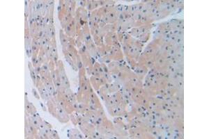 IHC-P analysis of Mouse Tissue, with DAB staining. (COL6A1 抗体  (AA 82-212))