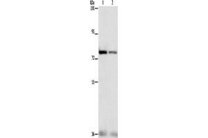 Western Blotting (WB) image for anti-Nuclear Factor (erythroid-Derived 2)-Like 1 (NFE2L1) antibody (ABIN2428493)