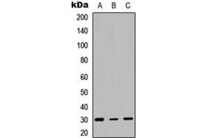 Western blot analysis of HLA-DQB1 expression in HEK293T (A), Raw264. (HLA-DQB1 抗体  (Center))