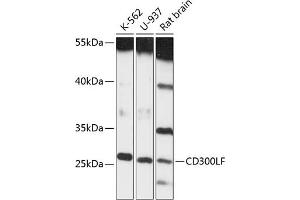 Western blot analysis of extracts of various cell lines, using CD300LF antibody (ABIN6131969, ABIN6138163, ABIN6138165 and ABIN6217961) at 1:3000 dilution. (IREM1 抗体  (AA 23-150))