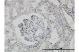 Immunoperoxidase of monoclonal antibody to MPG on formalin-fixed paraffin-embedded human kidney. (MPG 抗体  (AA 1-90))