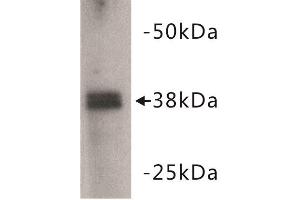 Western Blotting (WB) image for anti-Zinc Finger Protein 42 (ZFP42) (C-Term) antibody (ABIN1855005) (ZFP42 抗体  (C-Term))