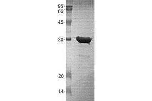 Validation with Western Blot (IPP Isomerase 2 Protein (IDI2) (His tag))