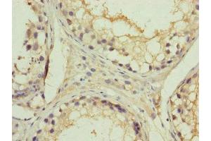 Immunohistochemistry of paraffin-embedded human testis tissue using ABIN7151092 at dilution of 1:100 (RNF41 抗体  (AA 1-317))
