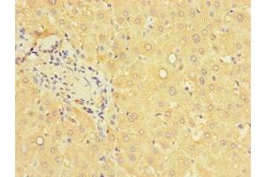 Immunohistochemistry of paraffin-embedded human liver tissue using ABIN7166614 at dilution of 1:100