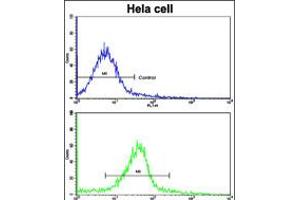 Flow cytometric analysis of hela cells using (bottom histogram) compared to a negative control cell (top histogram). (Glutaredoxin 2 抗体  (C-Term))