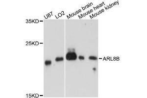 Western blot analysis of extracts of various cell lines, using ARL8B antibody. (ARL8B 抗体  (AA 127-186))