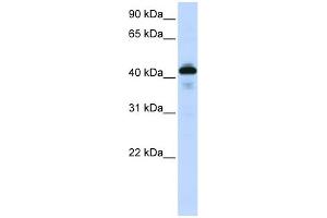 WB Suggested Anti-SFTPB Antibody Titration:  0. (SFTPB 抗体  (Middle Region))