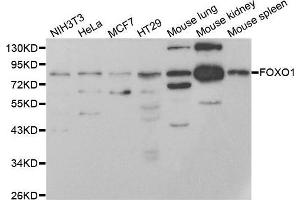 Western blot analysis of extracts of NIH/3T3 cell line, using FOXO1 antibody.