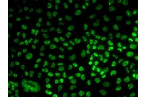 Immunofluorescence analysis of U2OS cells using BUB3 antibody. (BUB3 抗体  (AA 1-328))