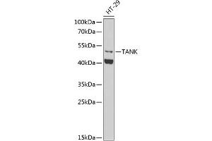 Western blot analysis of extracts of HT-29 cells, using TANK antibody (ABIN6130727, ABIN6148843, ABIN6148844 and ABIN6222498) at 1:1000 dilution. (TANK 抗体  (AA 1-119))