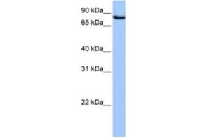 Western Blotting (WB) image for anti-Ubiquilin 3 (UBQLN3) antibody (ABIN2463599) (Ubiquilin 3 抗体)