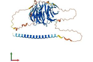 Protein Structure (PS) image for POC1 Centriolar Protein Homolog B (POC1B) (AA 1-476) protein (His tag) (ABIN7558629)