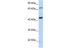 WB Suggested Anti-TUFM Antibody Titration: 0. (TUFM 抗体  (Middle Region))