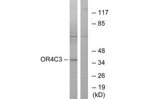 Western Blotting (WB) image for anti-Olfactory Receptor, Family 4, Subfamily C, Member 3 (OR4C3) (Internal Region) antibody (ABIN1853234) (OR4C3 抗体  (Internal Region))