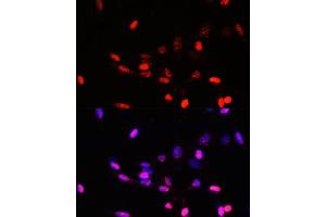 Immunofluorescence analysis of NIH/3T3 cells using J/CSN5/J/CSN5/COPS5 antibody  at dilution of 1:100. (COPS5 抗体  (AA 1-334))