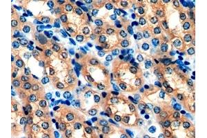 Detection of PRDX5 in Mouse Kidney Tissue using Polyclonal Antibody to Peroxiredoxin 5 (PRDX5) (Peroxiredoxin 5 抗体  (AA 49-210))