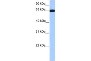 Western Blotting (WB) image for anti-Retinoid X Receptor, beta (RXRB) antibody (ABIN2461920) (Retinoid X Receptor beta 抗体)