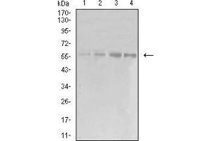 Western blot analysis using EIF5 mouse mAb against K562 (1), COS7 (2), Hela (3), and A431 (4) cell lysate. (EIF5 抗体  (AA 1-300))