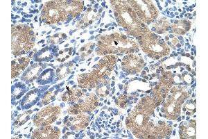 C9ORF127 antibody was used for immunohistochemistry at a concentration of 4-8 ug/ml to stain Epithelial cells of renal tubule (arrows) in Human Kidney. (TMEM8B 抗体  (N-Term))