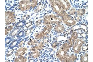 C9ORF127 antibody was used for immunohistochemistry at a concentration of 4-8 ug/ml to stain Epithelial cells of renal tubule (arrows) in Human Kidney. (TMEM8B 抗体  (N-Term))