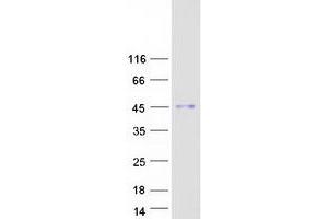 HEXIM2 Protein (Myc-DYKDDDDK Tag)