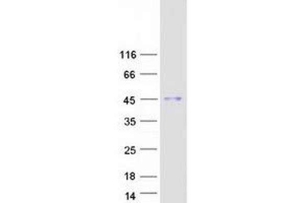 HEXIM2 Protein (Myc-DYKDDDDK Tag)