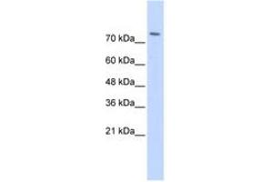 Image no. 1 for anti-WW Domain Containing E3 Ubiquitin Protein Ligase 2 (WWP2) (AA 395-444) antibody (ABIN6743155) (WWP2 抗体  (AA 395-444))
