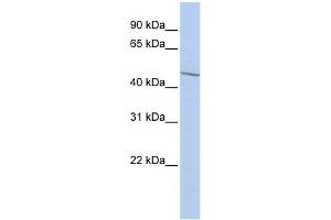 EIF3E antibody used at 1 ug/ml to detect target protein. (EIF3E 抗体  (Middle Region))