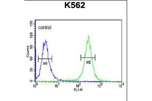 Flow cytometric analysis of K562 cells (right histogram) compared to a negative control cell (left histogram). (ACSM1 抗体  (N-Term))
