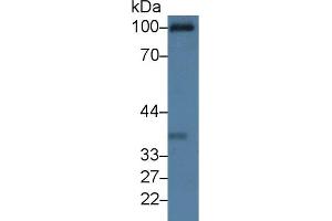 Western Blot; Sample: Rat Serum; Primary Ab: 3µg/ml Rabbit Anti-Rat C1qR1 Antibody Second Ab: 0. (CD93 抗体  (AA 82-369))