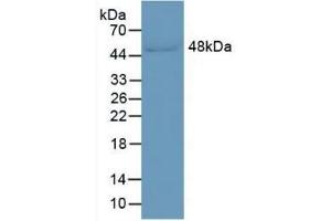 Detection of LRG1 in Human Serum using Monoclonal Antibody to Leucine Rich Alpha-2-Glycoprotein 1 (LRG1) (LRG1 抗体  (AA 37-340))