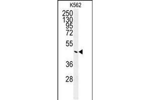 Western blot analysis of G6PC Antibody (Center) (ABIN651417 and ABIN2840227) in K562 cell line lysates (35 μg/lane). (G6PC 抗体  (AA 123-149))