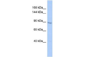 Host:  Rabbit  Target Name:  UHRF1  Sample Type:  HepG2 Whole cell lysates  Antibody Dilution:  1. (UHRF1 抗体  (C-Term))