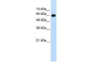 CDC23 antibody used at 1. (CDC23 抗体)