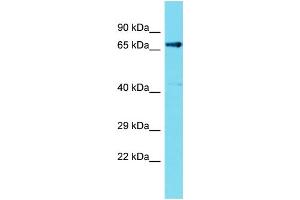 Host: Rabbit  Target Name: Fem1c  Sample Tissue: Rat Kidney lysates  Antibody Dilution: 1. (FEM1C 抗体  (C-Term))