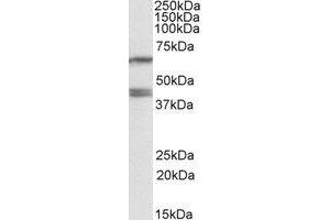 Western Blotting (WB) image for anti-Paraoxonase 2 (PON2) (Internal Region) antibody (ABIN2464601) (PON2 抗体  (Internal Region))