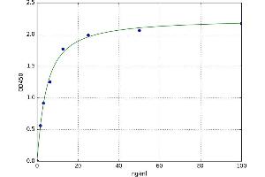 Tenascin XB (TNXB) ELISA Kit