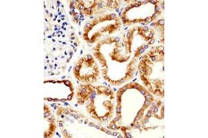 Immunohistochemical staining of paraffin-embedded human kidney section reacted with TUBB monoclonal antibody  at 1:25 dilution. (TUBB 抗体)